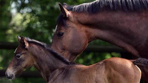 horse mating|Natural Horse Meeting Process Complete Video